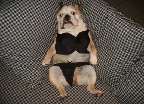 Porque  os cachorros mordem as pessoas